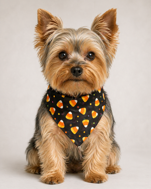 Citrus Noir 🍊🖤